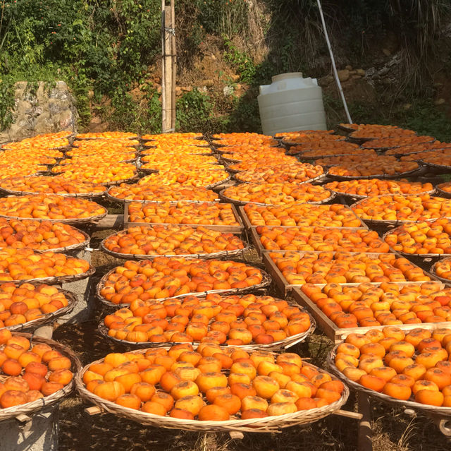 Persimmon Season in Guangdong 