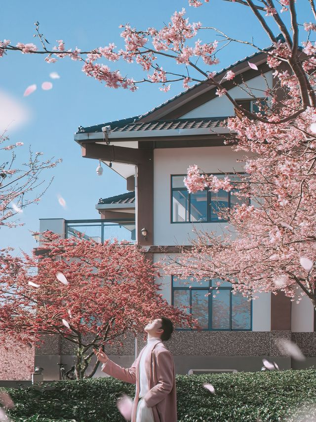 坐粉紅色小火車宮赴福建最美賞櫻之地 坐粉紅色小火車宮赴福建最美賞櫻之地