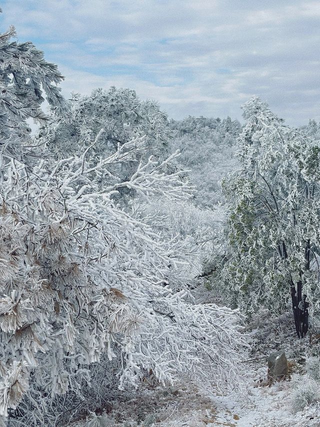 “雲上雪原”道場坪｜華東名山錄