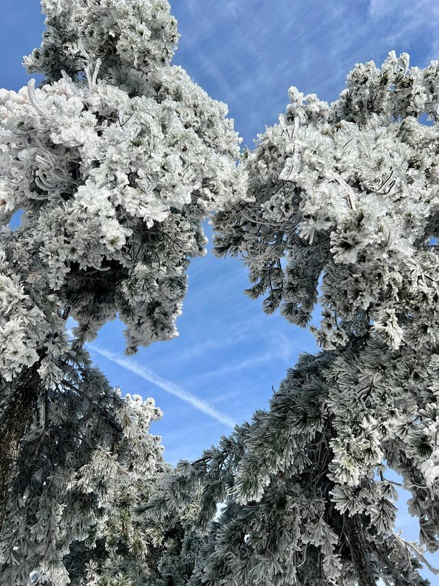 我已把這裡定義為江浙滬霧凇，冰花的天花板