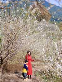 從化雞枕山的梅花盛花期快結束啦