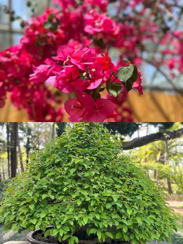 濟州島可以欣賞奇花異石的美麗公園