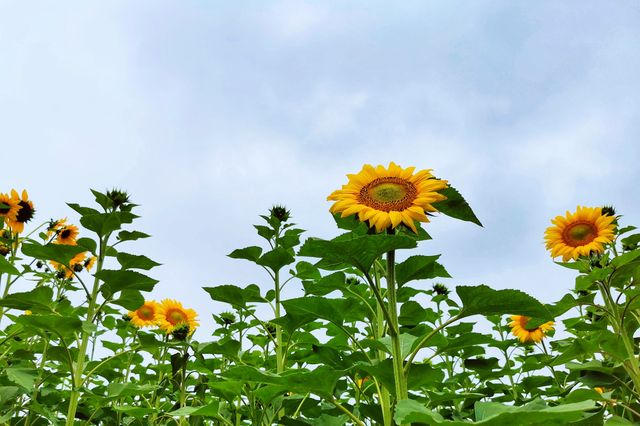 上海公園｜花開上海生態園