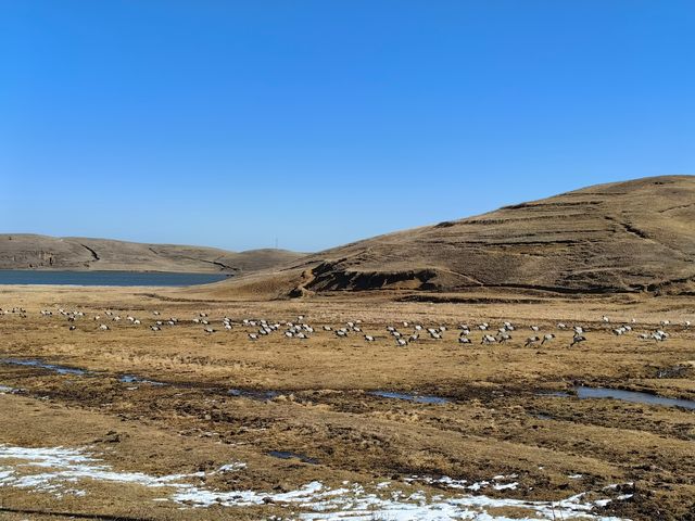 在昭通的大山包看到了雪地尋食的黑頸鶴！