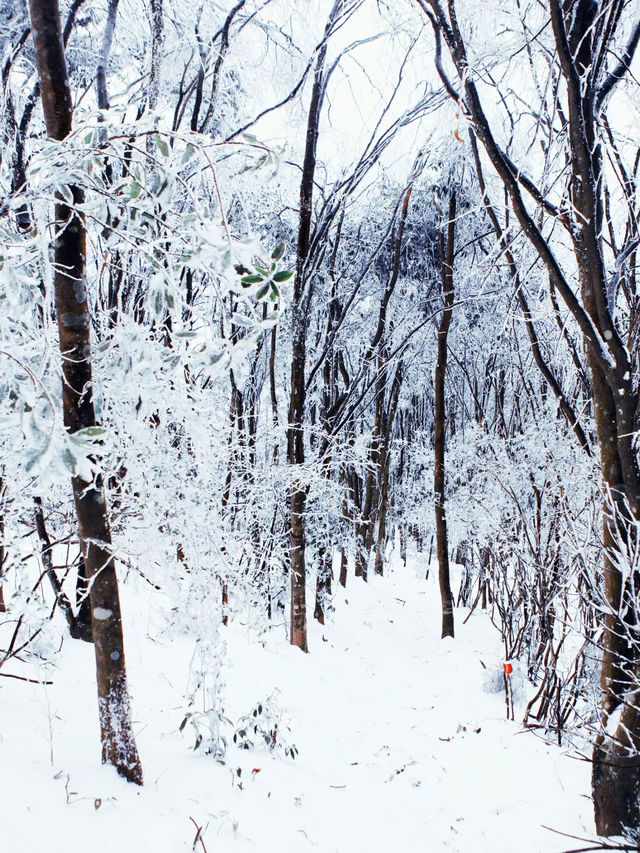 元寶山國家森林公園