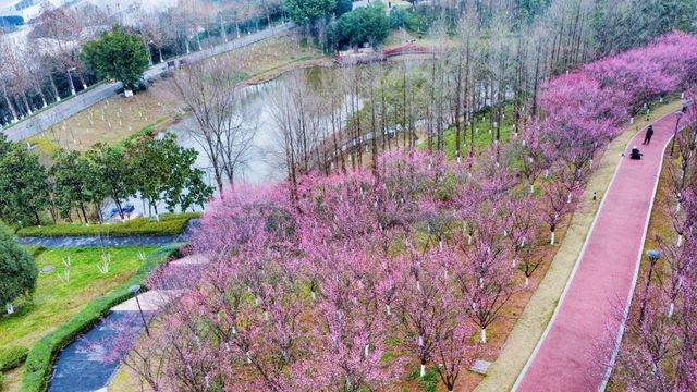 “梅”景如畫--悅來會展公園
