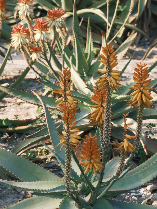 廈門【這樣逛植物園，不踩雷】