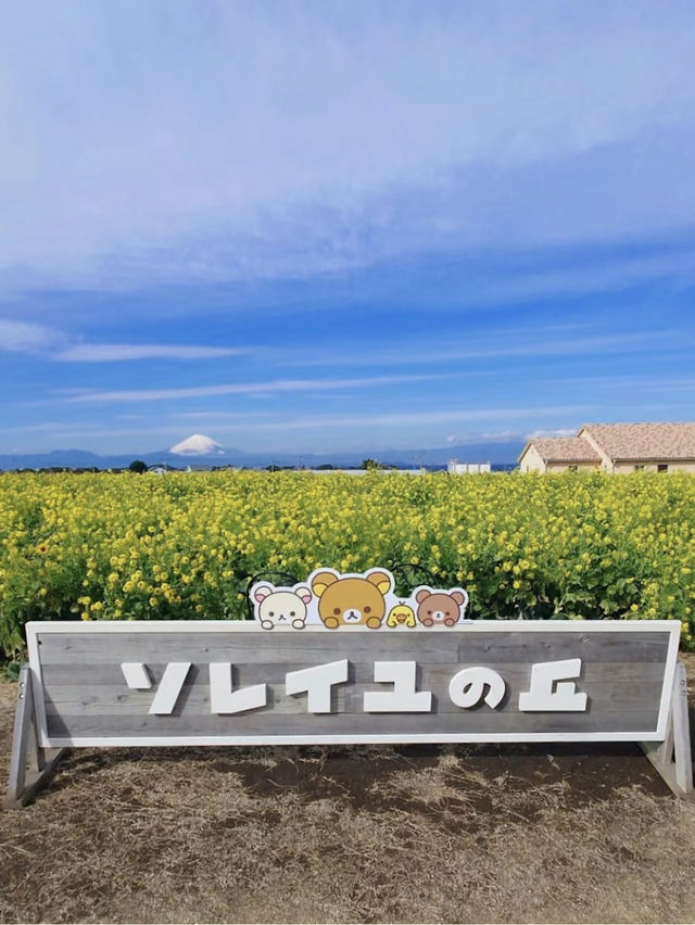 油菜花已滿開免費就能看的東京近郊絕景