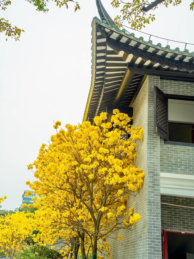 太開心了，光孝寺裡居然也有黃花風鈴木