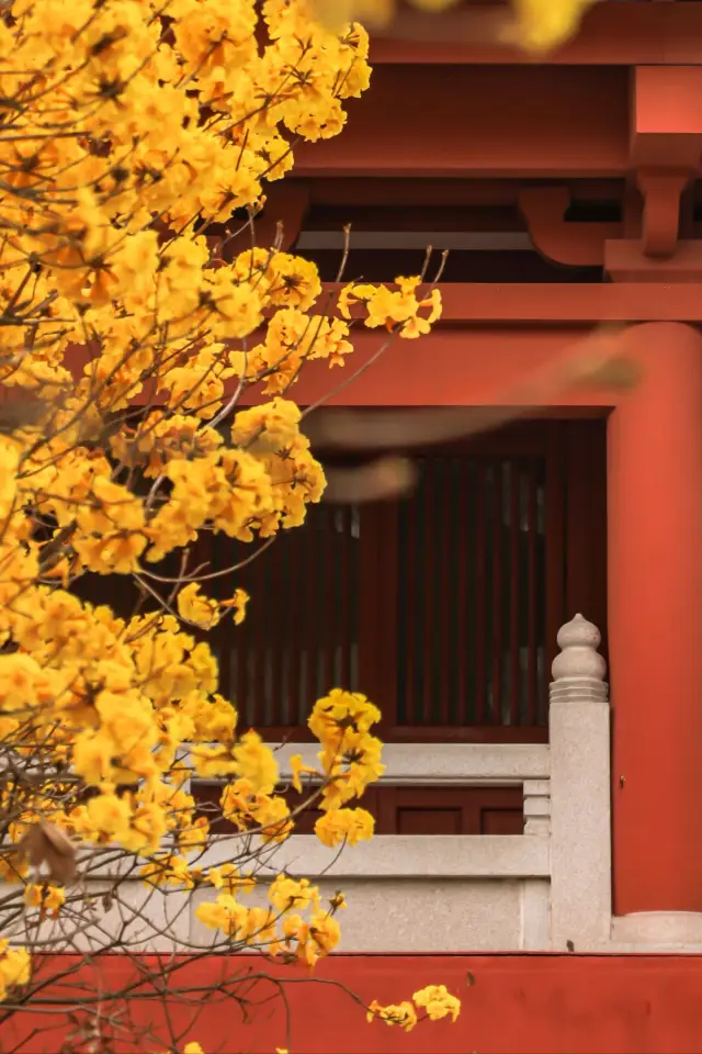 The Golden Trumpet Trees here really complement the ancient architecture