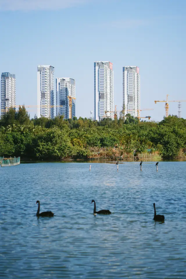 厦门の都市の緑の肺：五缘湾湿地公園