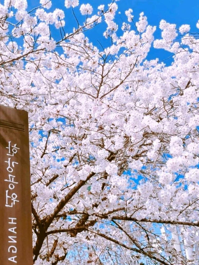 韓國🇰🇷鎮海櫻花，原來韓國櫻花也這麽好看
