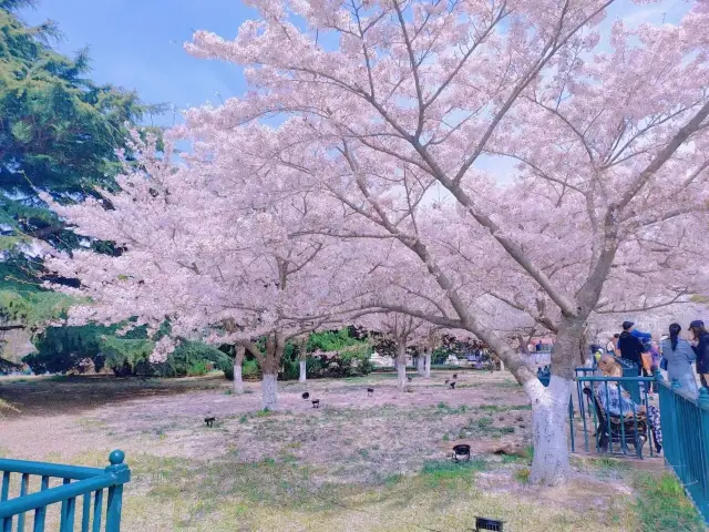 青島——櫻花季