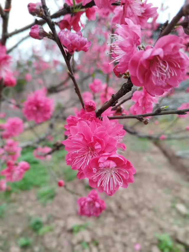 重慶賞花好去處，這個季節的桃花正當時！