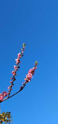 【春日尋芳】東京也有小桃花，寫意入畫天幕上：）