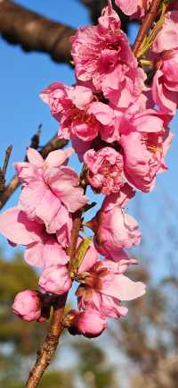 【春日尋芳】東京也有小桃花，寫意入畫天幕上：）