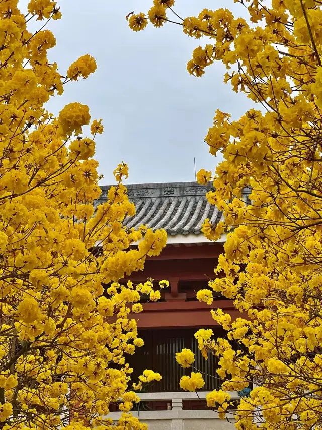 The yellow bell flowers at Guangzhou's Guangxiao Temple are truly beautiful