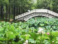 晴天適合見面，雨天適合想念——大寧公園