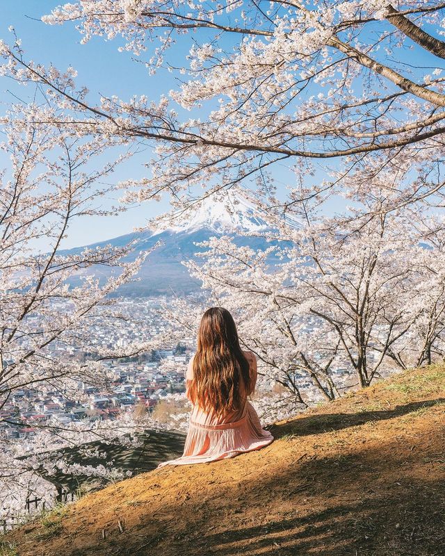 日本を代表する景色、新倉山浅間公園の桜