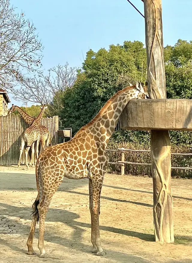 避開人流，玩轉上海野生動物園！