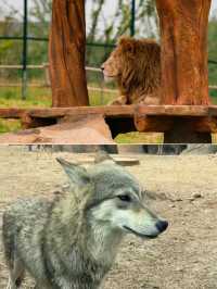 徐州九頂山野生動物園親子遊全攻略