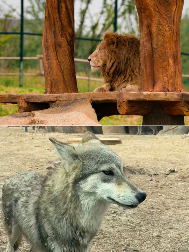 徐州九頂山野生動物園親子遊全攻略