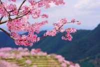 不用去雲南|茶樹櫻花就在梅州！
