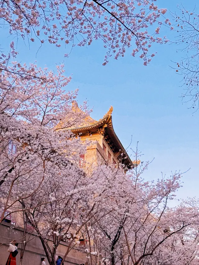Wuhan Flower Viewing | Attend a date with cherry blossoms and youth at Wuhan University