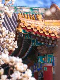 緊鄰故宮的小眾寺廟，人少景美的賞花勝地
