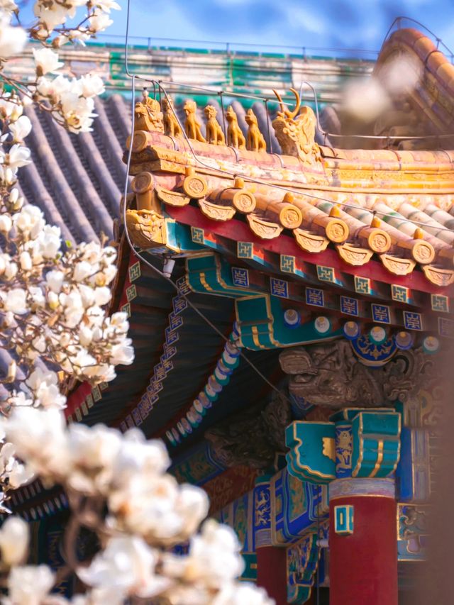 緊鄰故宮的小眾寺廟，人少景美的賞花勝地
