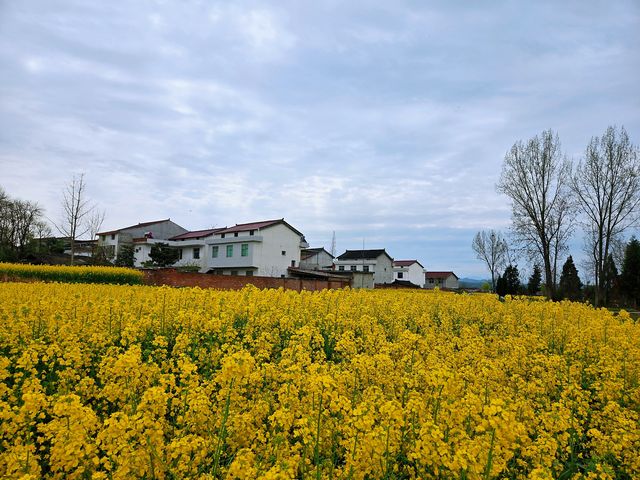 邊走邊看漢中油菜花系列之二：洋縣楊灣村