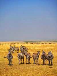 動物王國•肯尼亞