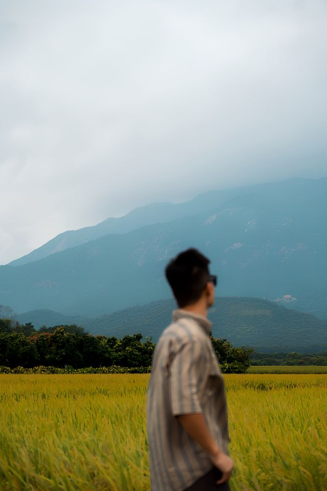 不是大理是東莞周邊，喜洲同款稻田