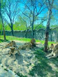 親子春日遊園記 |大興野生動物園遊玩全攻略