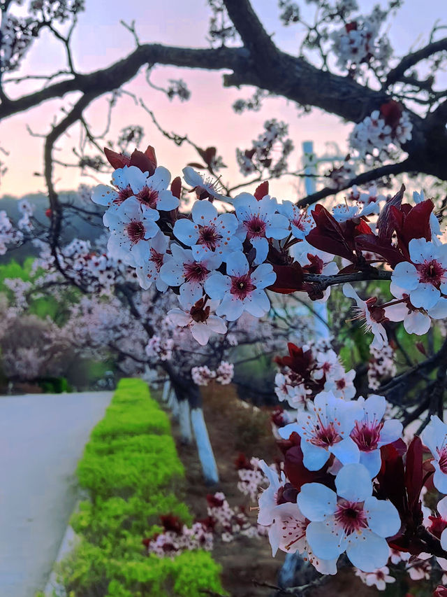 春日的青崗山九水，讓我們一起徒步山間，盡享賞花踏春之樂