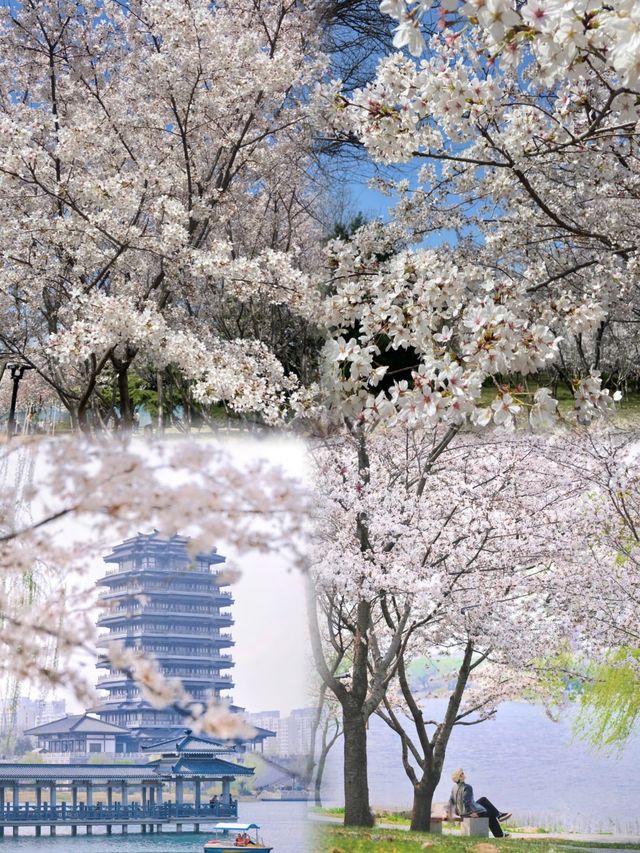 實地探訪我在淄博邂逅了花與“海”共舞的美景