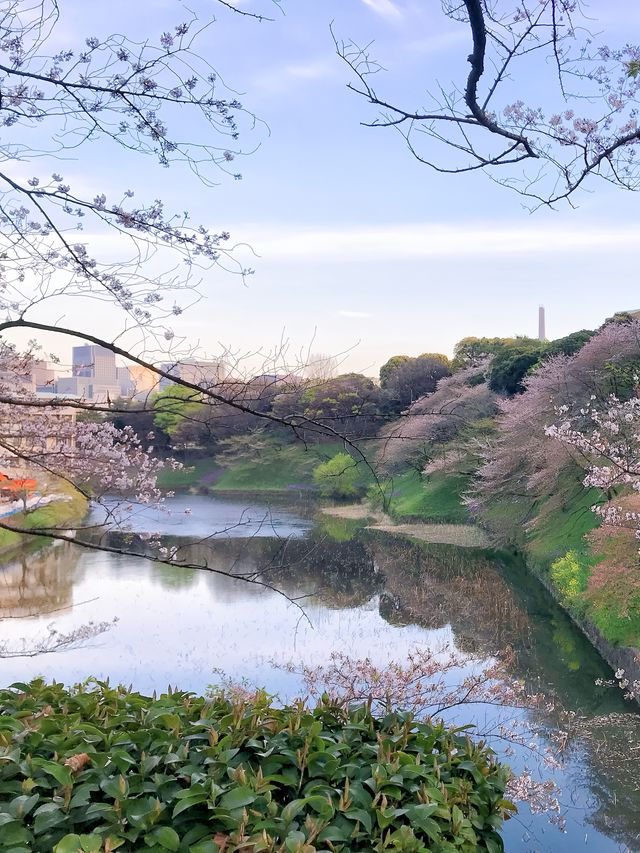 去公園吧！千鳥淵迷人櫻花隧道