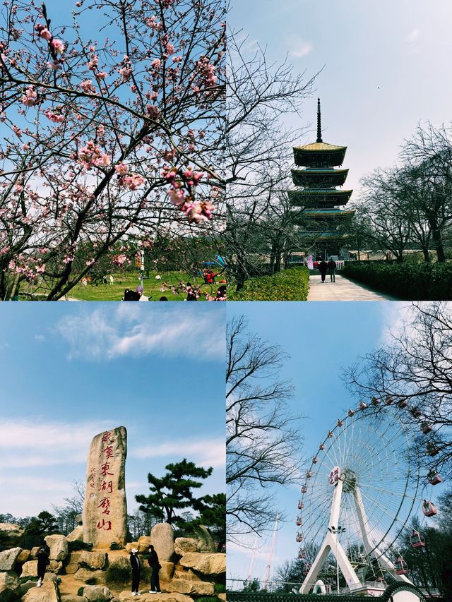 【武漢東湖櫻花園】春日遊，東湖櫻花雨中行