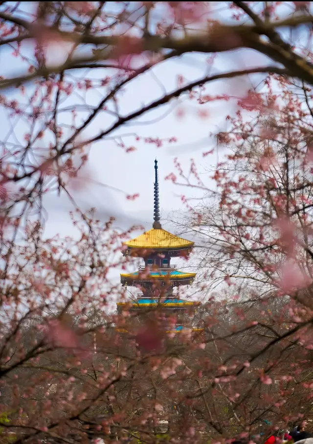 전 세계 세 대 벚꽃원 중 하나인 '동호 마산 벚꽃원'