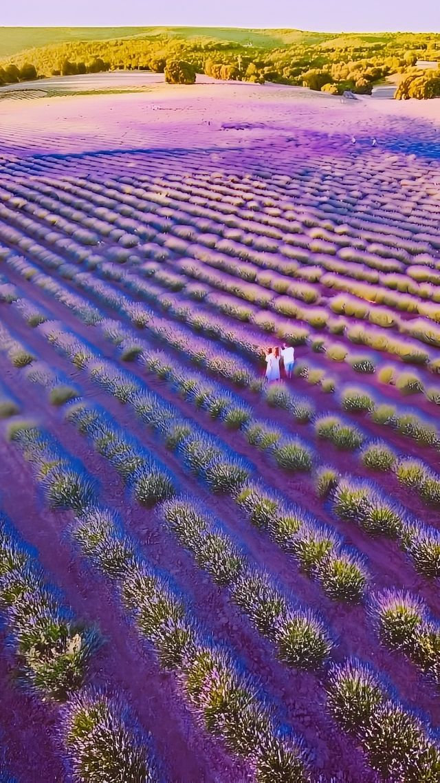 紫色浪漫 Brihuega馥郁夢幻之夏