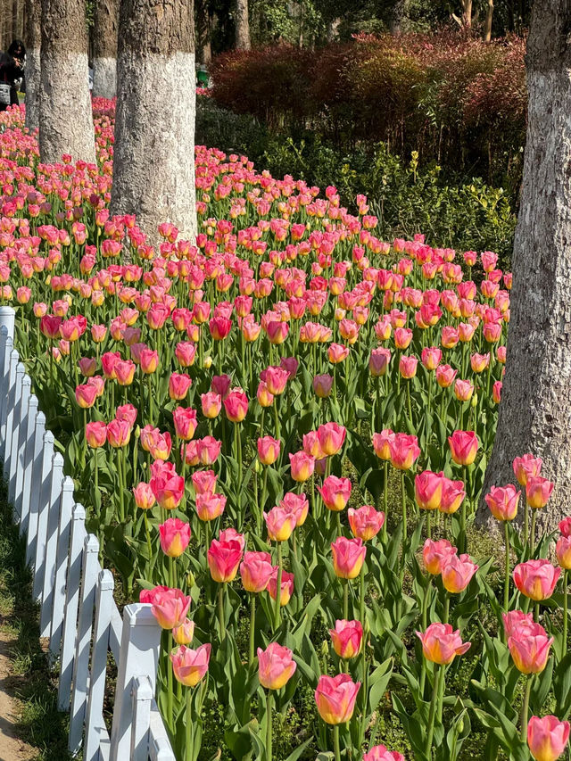 一定要去中山植物園