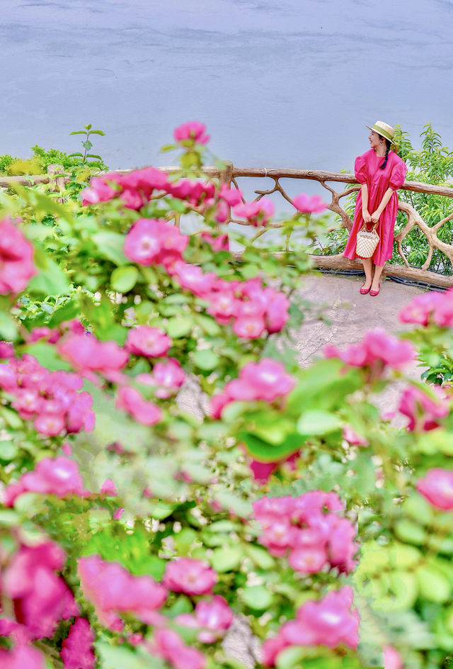 重慶江邊懸崖上的蔷薇，玫瑰已到盛花期