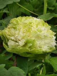 洛陽「網紅」牡丹合集來了!看哪朵戳中你的「心巴」?