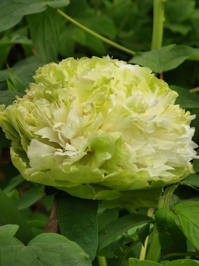 洛陽「網紅」牡丹合集來了!看哪朵戳中你的「心巴」? 洛陽「網紅」牡丹合集來了!看哪朵戳中你的「心巴」?