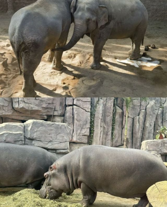 剛從青島森林野生動物世界回來!
