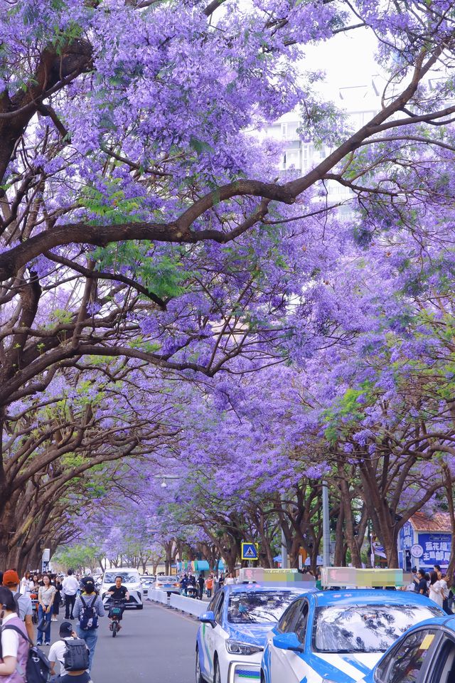 與昆明藍花楹邂逅浪漫