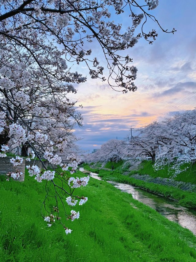 奈良｜陽光晚霞之下的佐保川櫻花