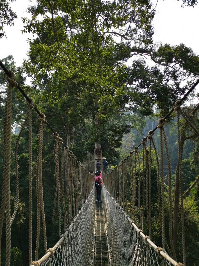 西雙版納望天樹景區