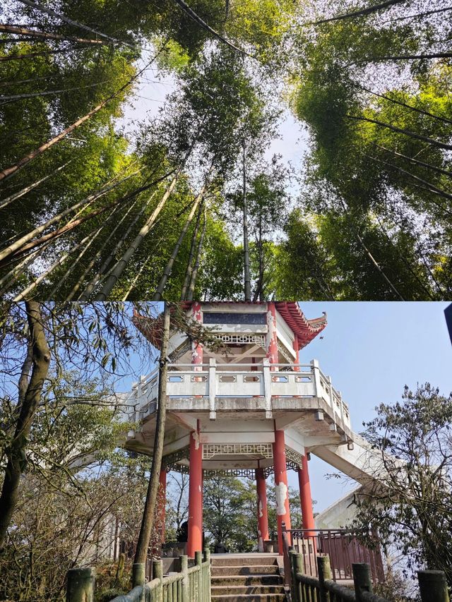 重慶永川｜天然氧吧茶山竹海