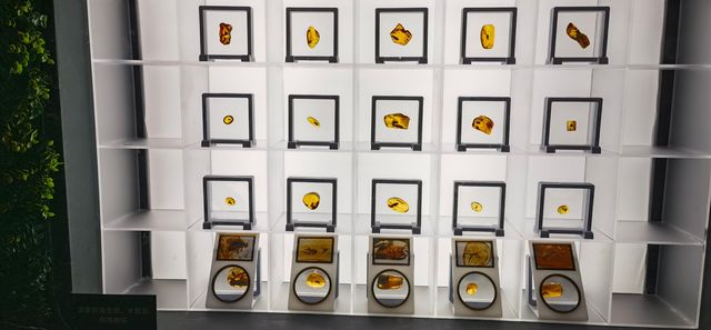 天津博物館之瞬間與永恆-波蘭琥珀文化藝術展
